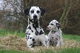 DALMATIEN 511